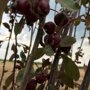 Malus 'Royal Beauty'